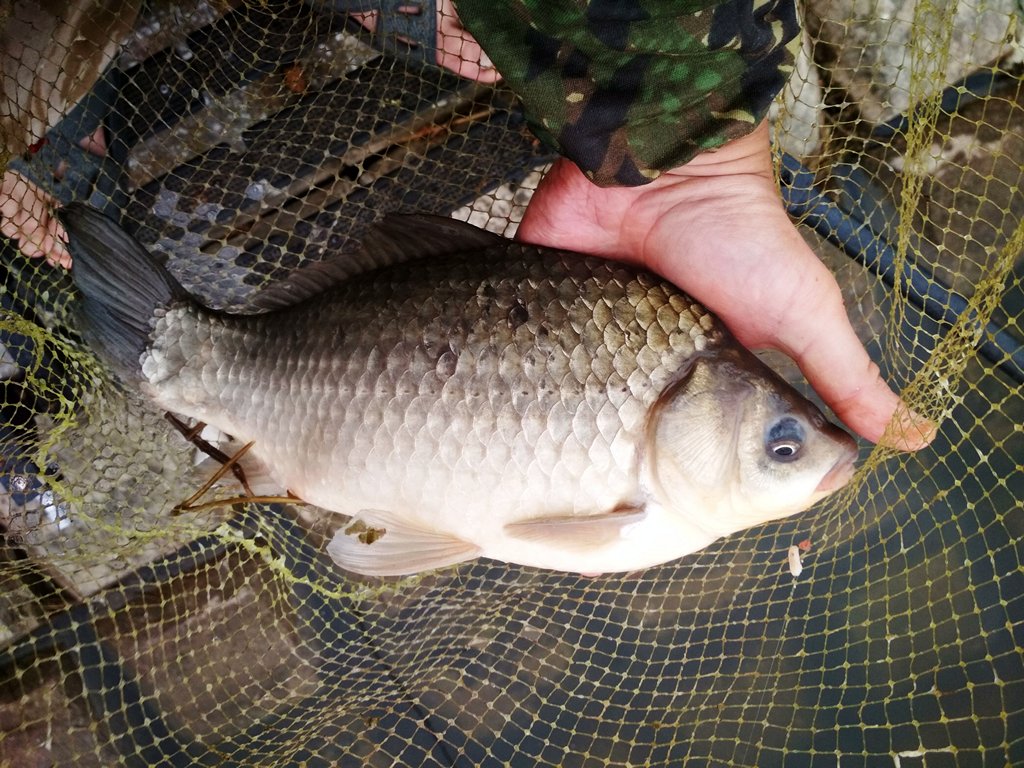 Ловля карася летом. Карася достают из подсачека